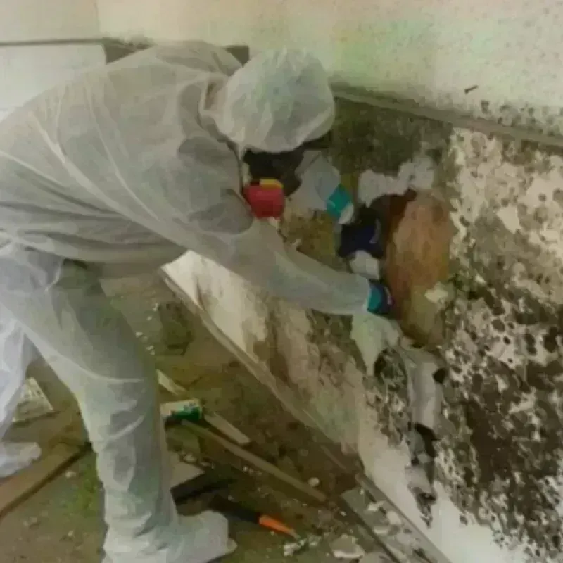 Mold Remediation and Removal in Warren County, NJ